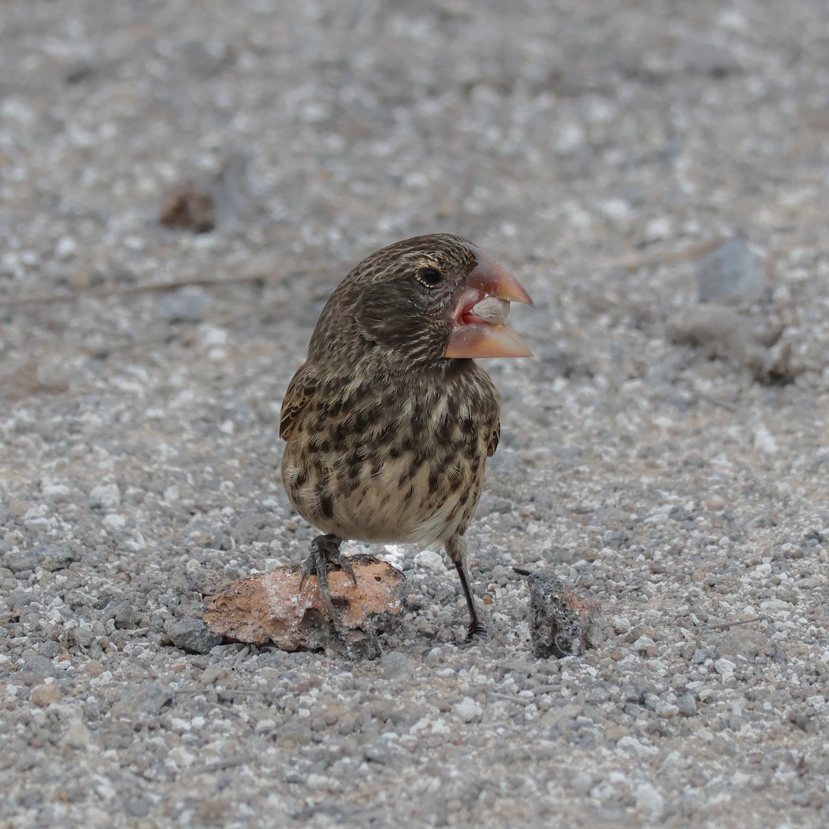 Large Ground-Finch - ML624323210