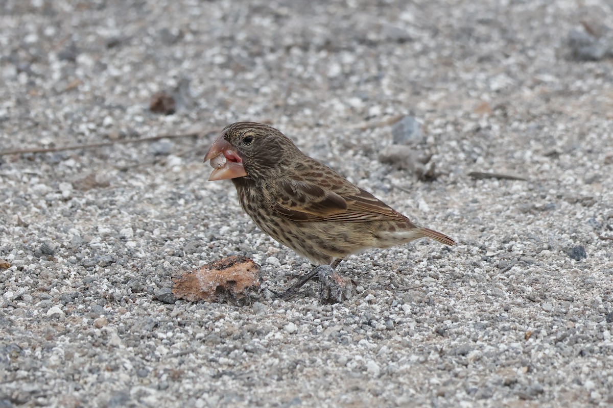 Large Ground-Finch - ML624323211