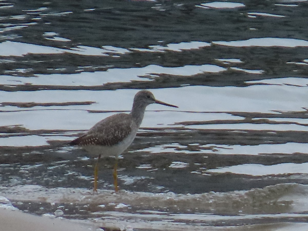 Greater Yellowlegs - ML624323355