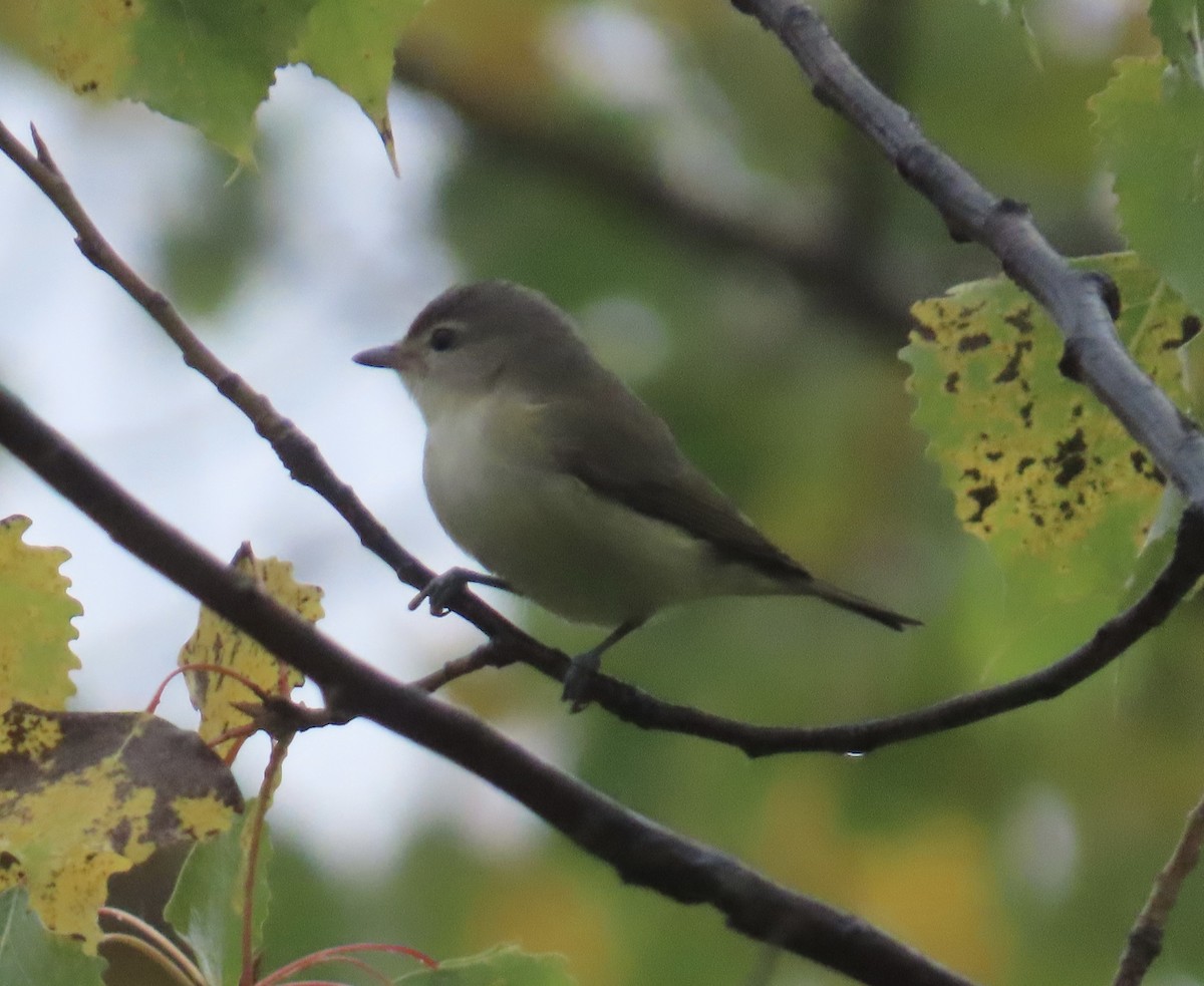 Warbling Vireo - ML624323367