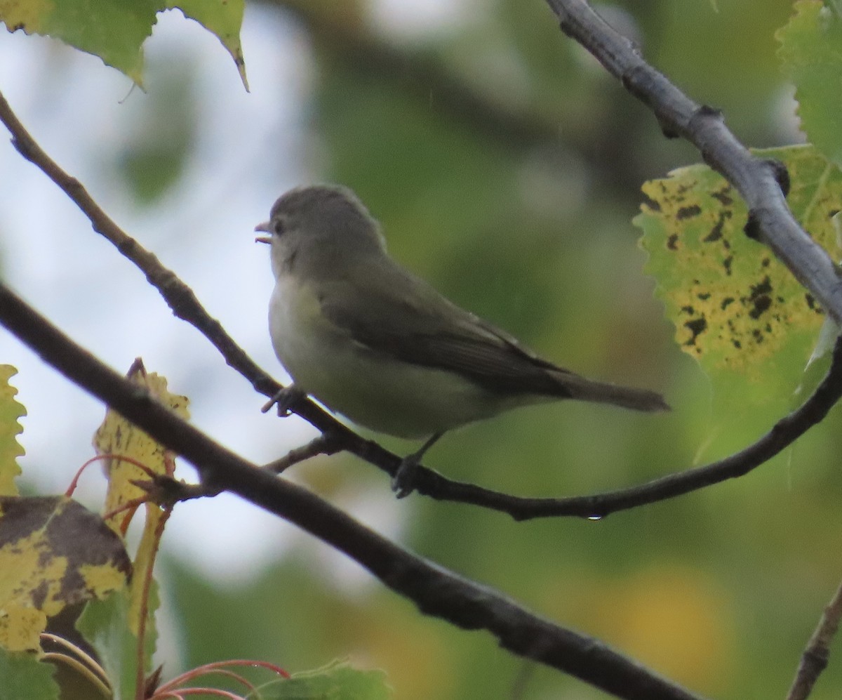 Warbling Vireo - ML624323368