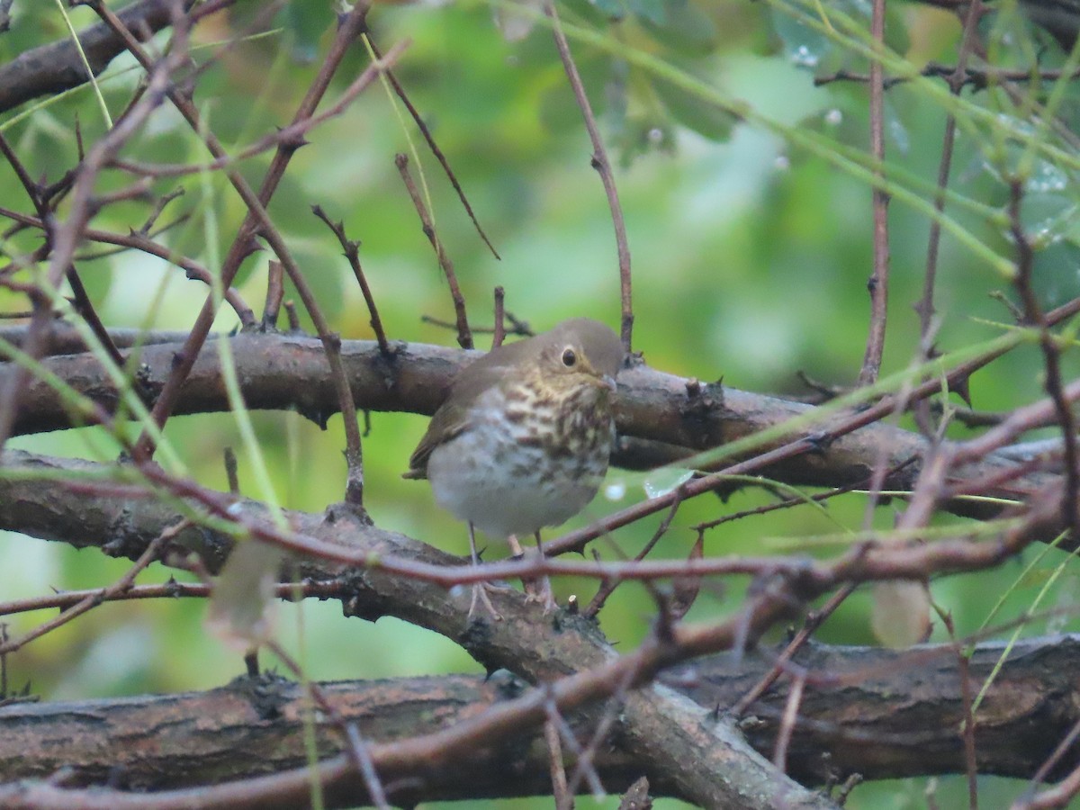 Swainson's Thrush - ML624323399