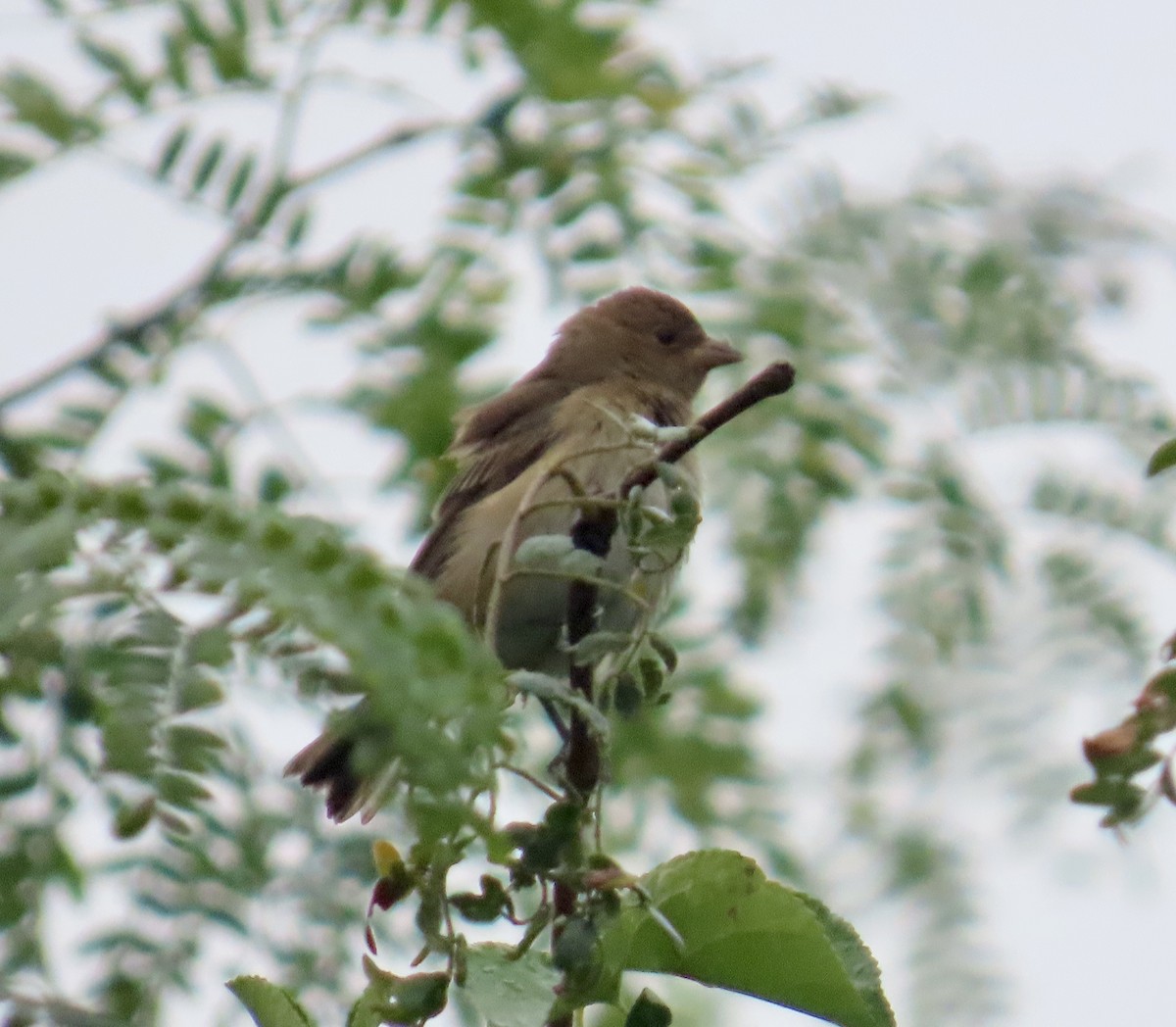 Indigo Bunting - Heydi Lopes