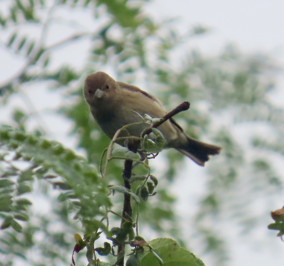 Indigo Bunting - ML624323414