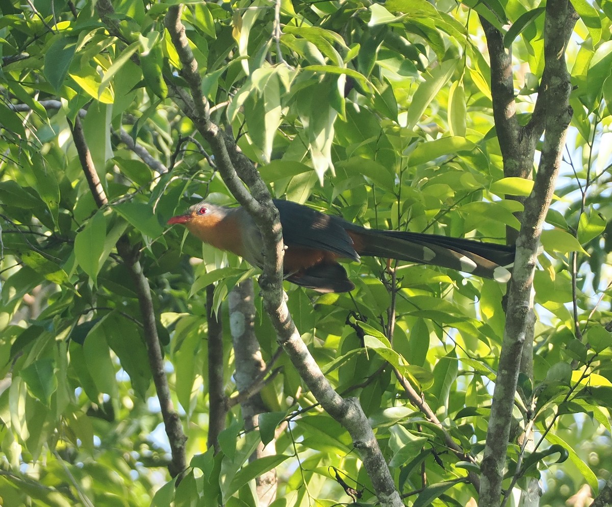 Red-billed Malkoha - ML624323539