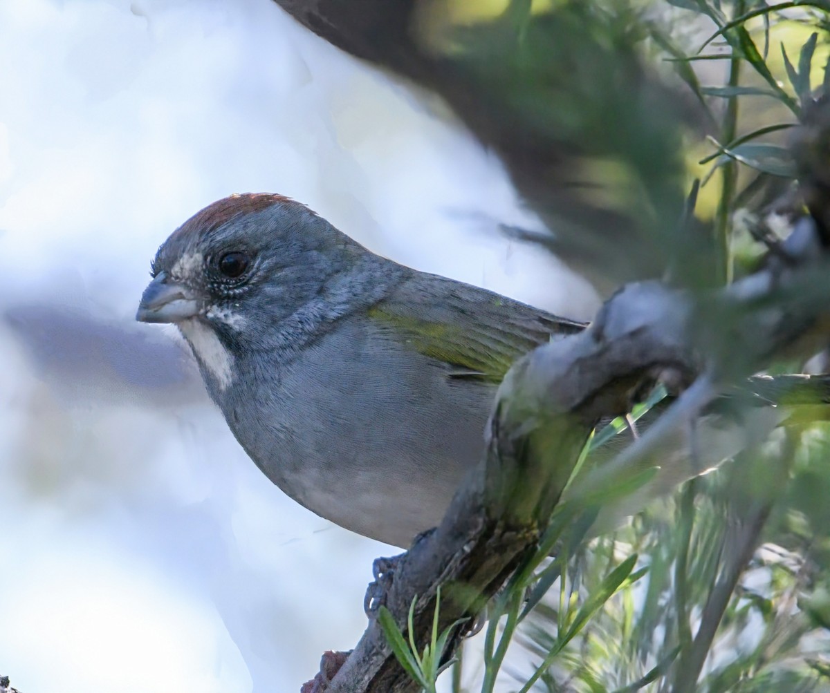 Green-tailed Towhee - Tim L. Vasquez