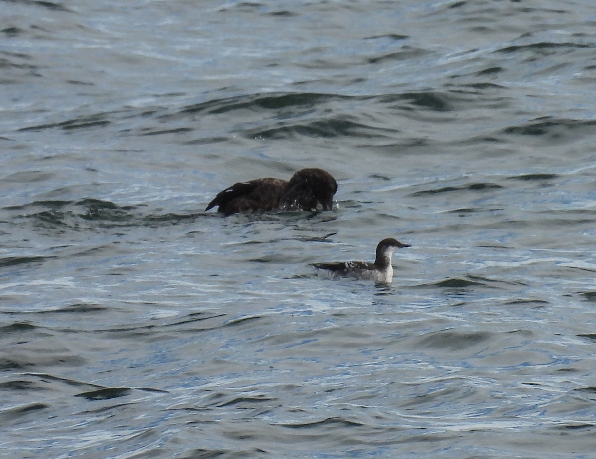 Guillemot à miroir - ML624323864