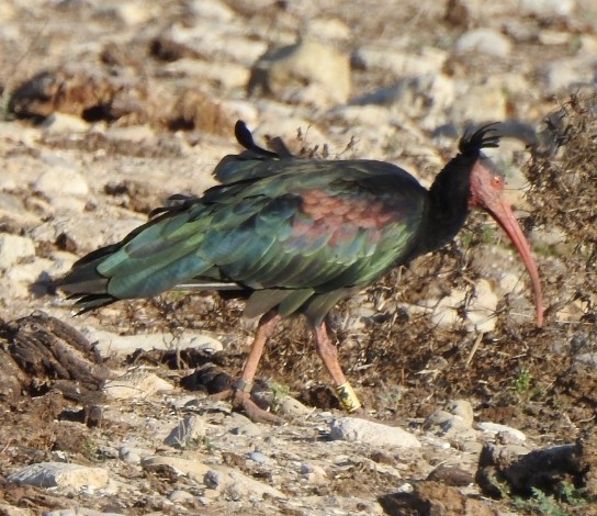 Northern Bald Ibis - ML624323994