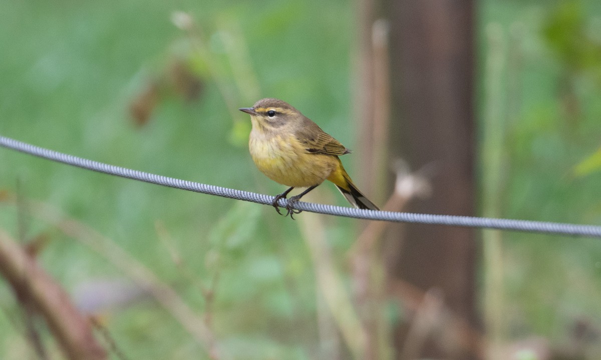 Palm Warbler - ML624324102