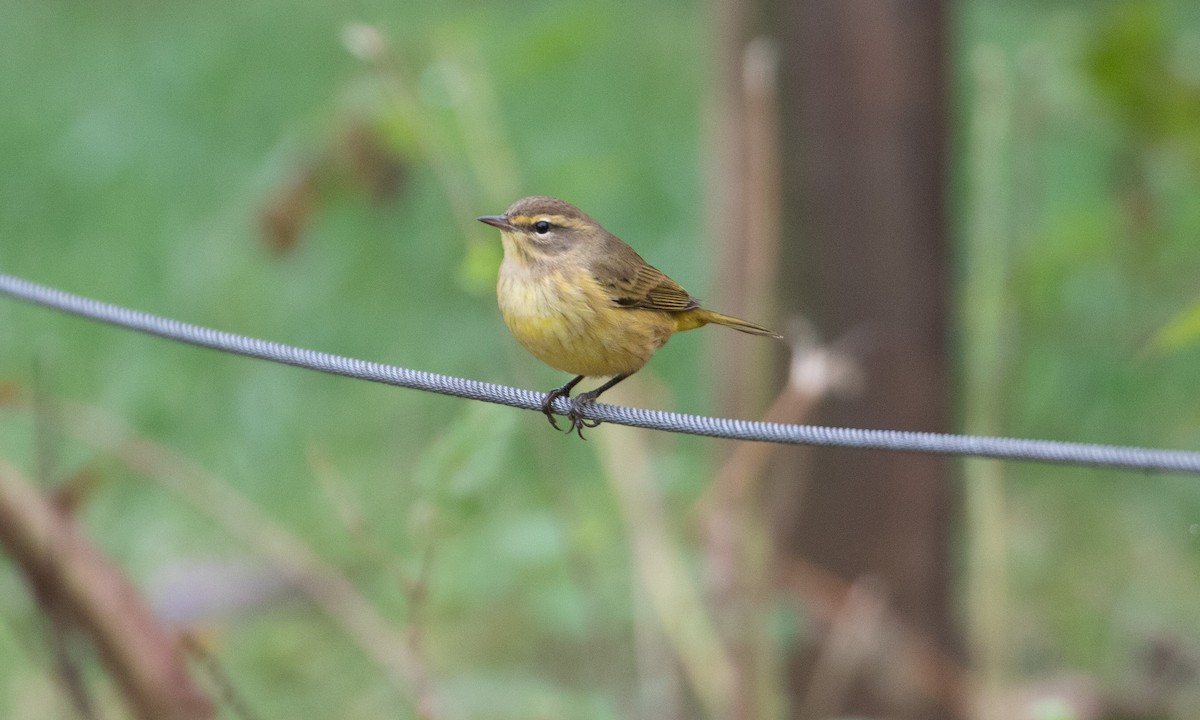 Palm Warbler - ML624324103