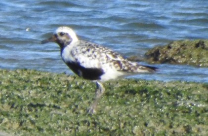 Black-bellied Plover - ML624324175
