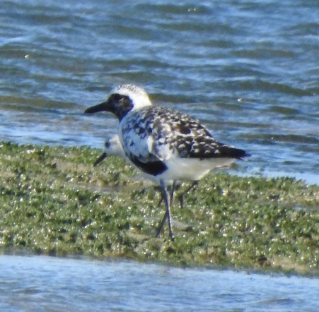 Black-bellied Plover - ML624324176