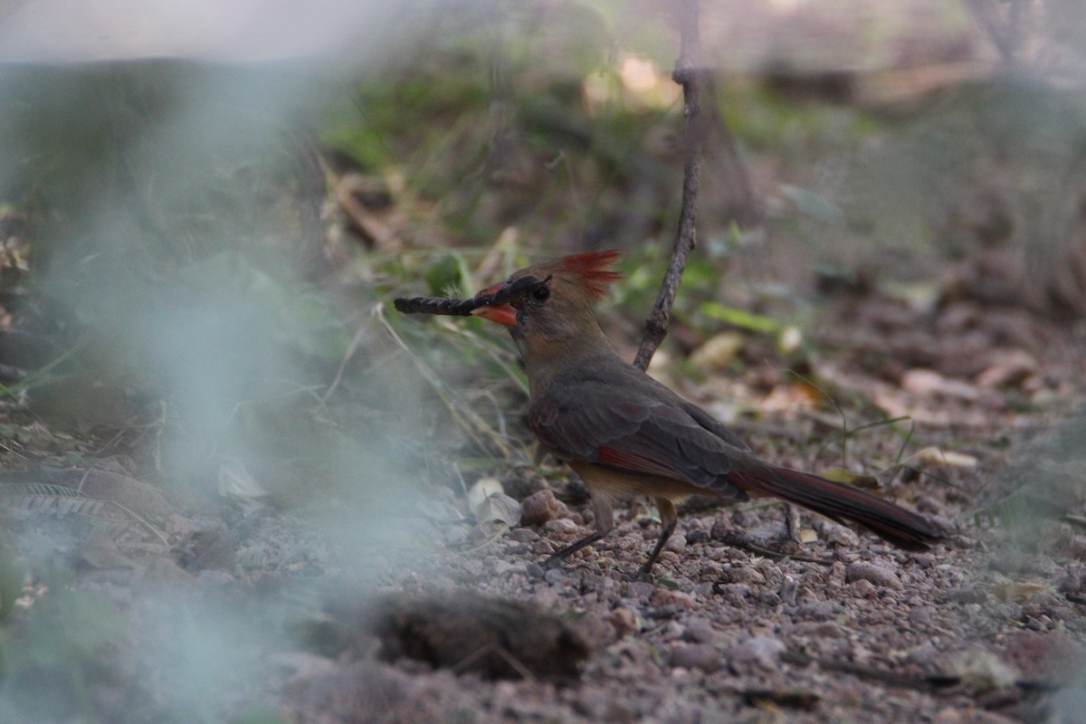 Cardinal rouge - ML624324197