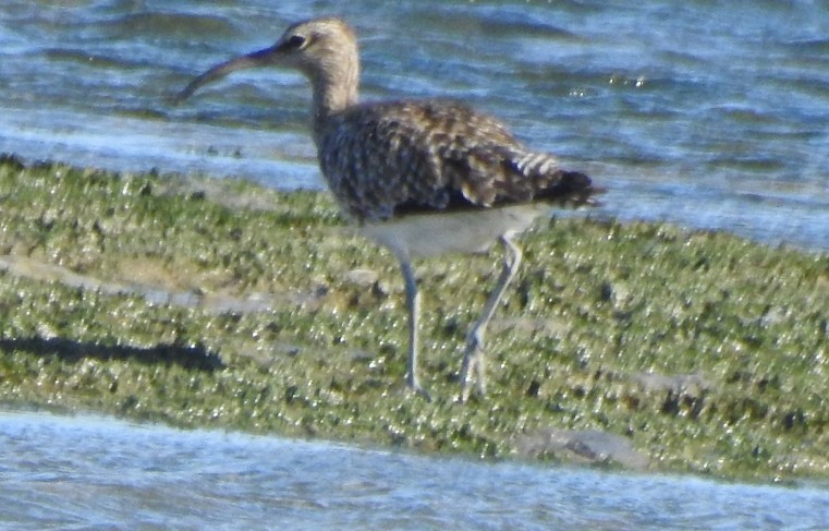 Eurasian Whimbrel - ML624324209
