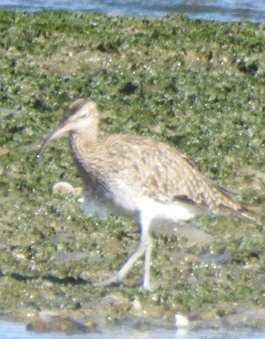 Eurasian Whimbrel - ML624324210