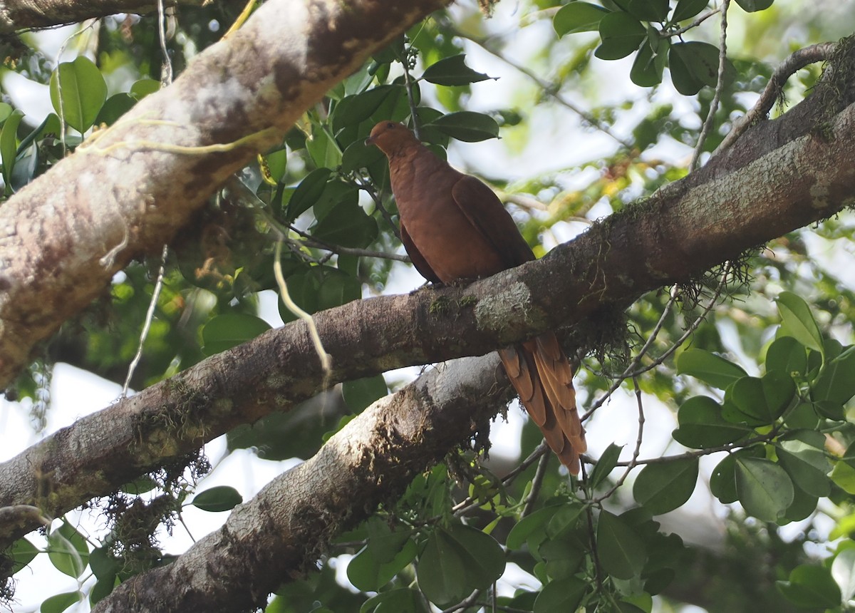 Barusan Cuckoo-Dove - ML624324225