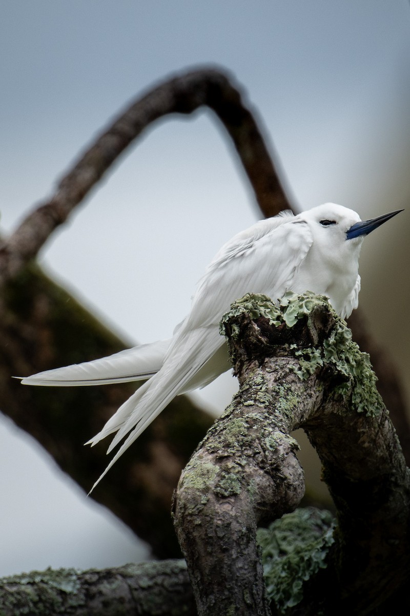 White Tern - ML624324232