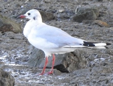 Black-headed Gull - ML624324287