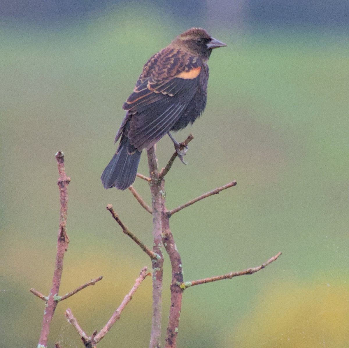 Red-winged Blackbird - ML624324295