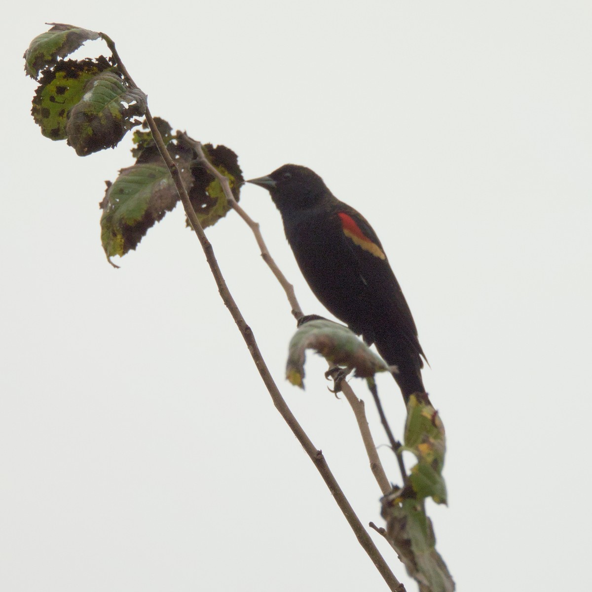 Red-winged Blackbird - ML624324296