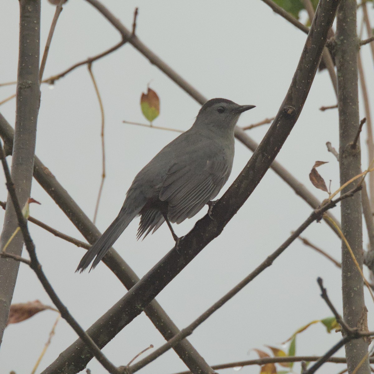 Gray Catbird - ML624324331