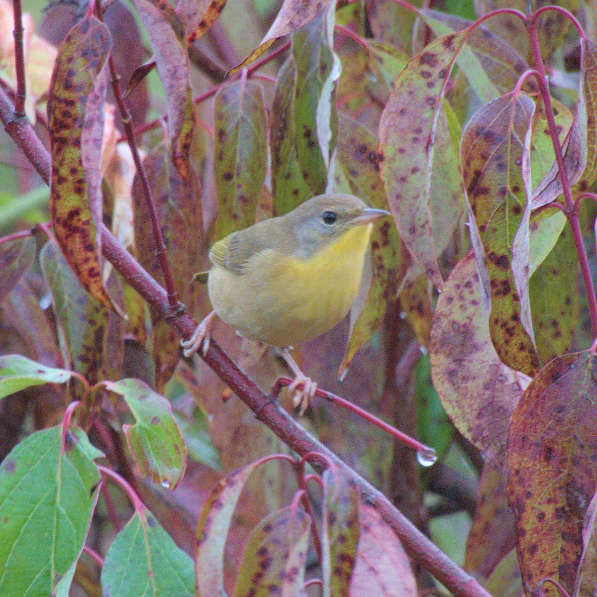 Common Yellowthroat - Justin Merry