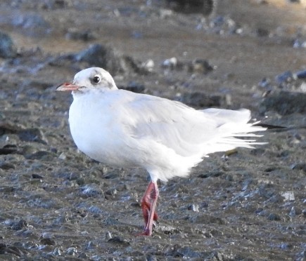 Mediterranean Gull - ML624324345