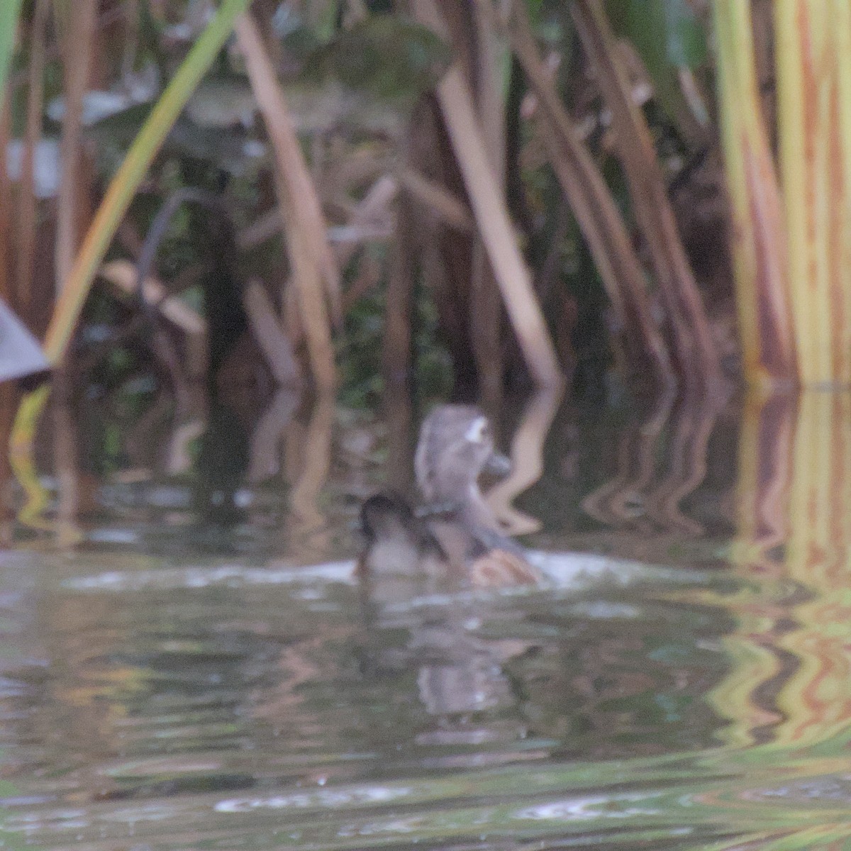 Wood Duck - ML624324348