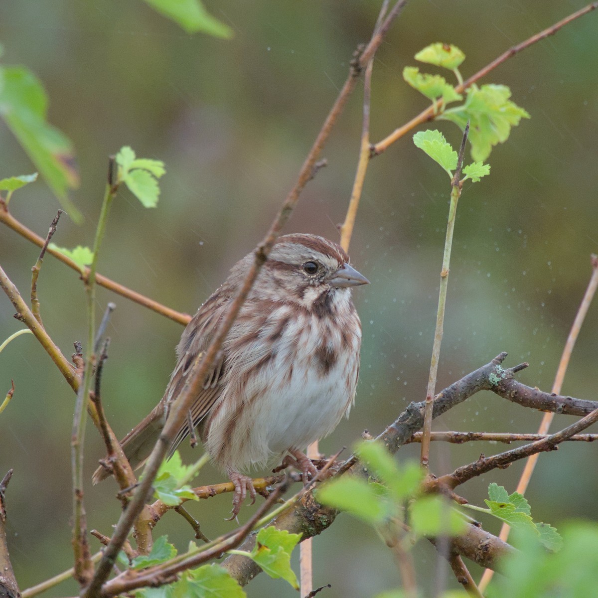 Song Sparrow - ML624324364