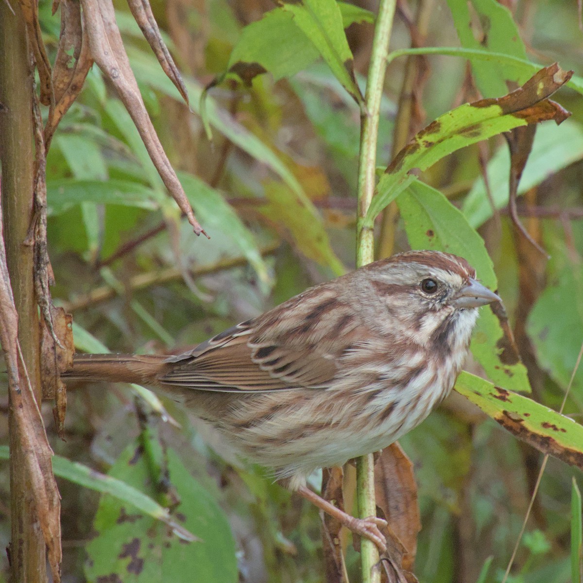 Song Sparrow - ML624324365