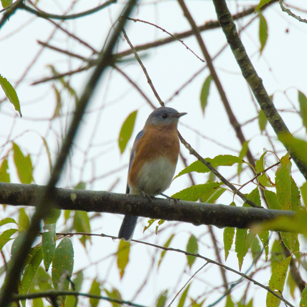 House Sparrow - ML624324375