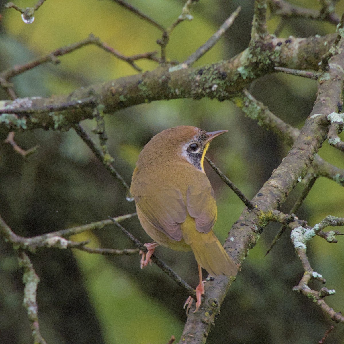 Common Yellowthroat - ML624324382