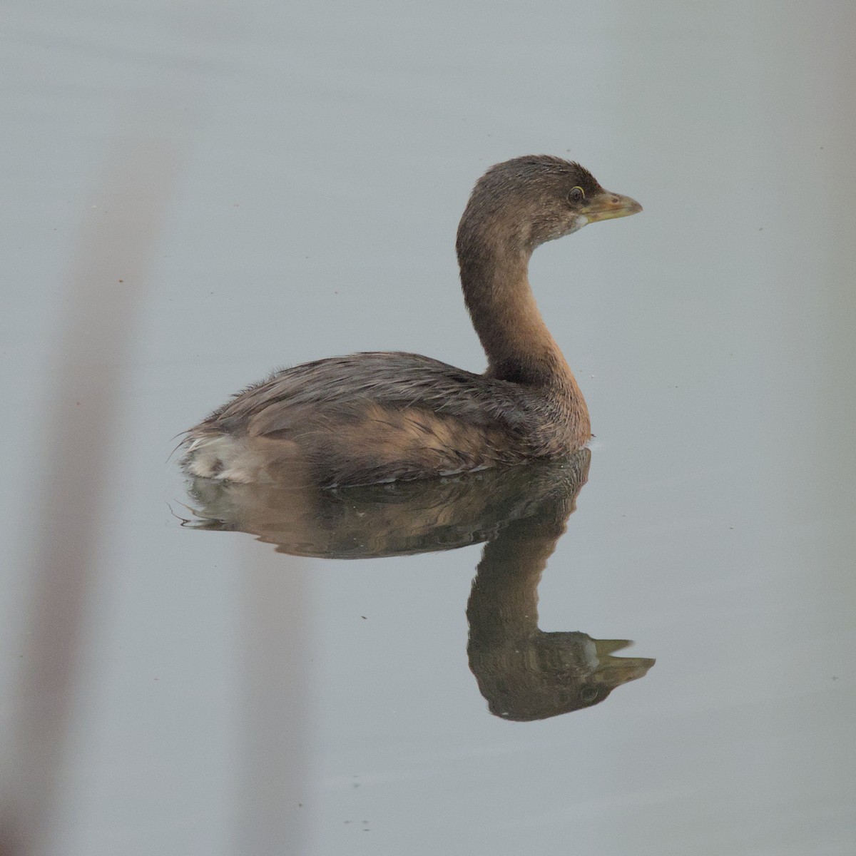 Pied-billed Grebe - ML624324412