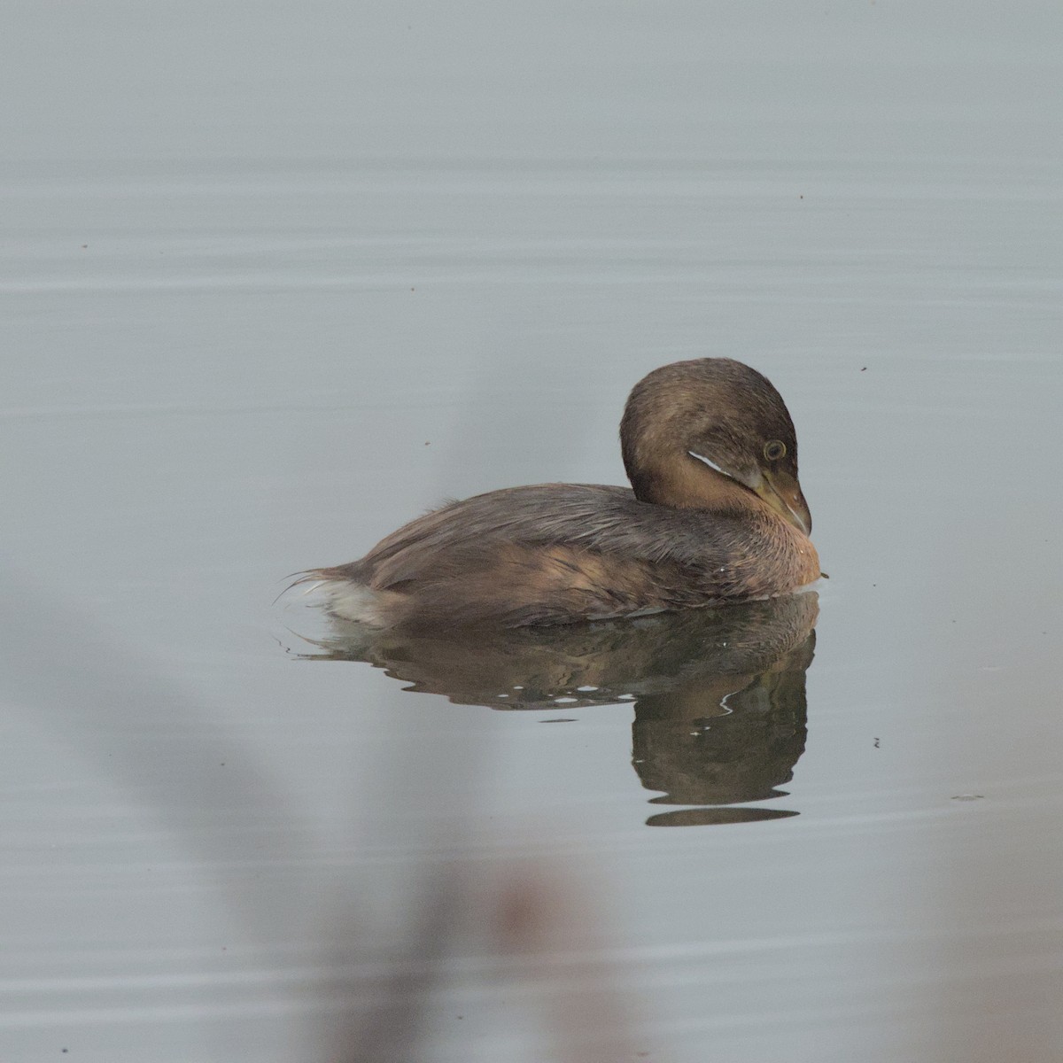 Pied-billed Grebe - ML624324413