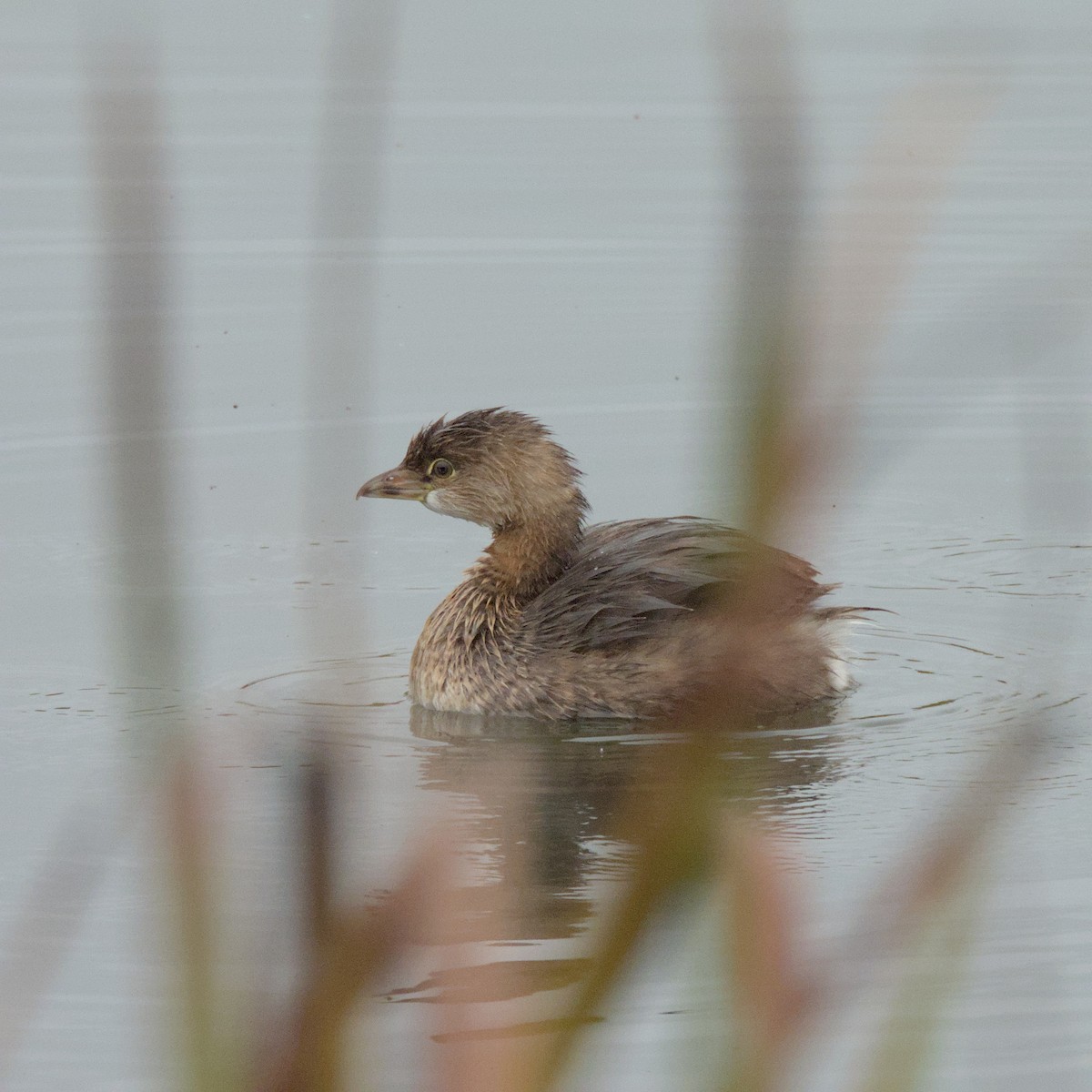 Pied-billed Grebe - ML624324414