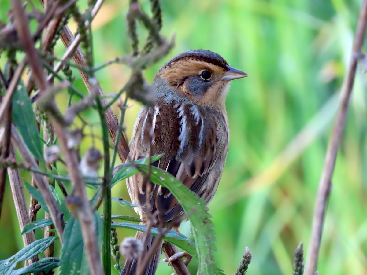 Nelson's Sparrow - ML624324453