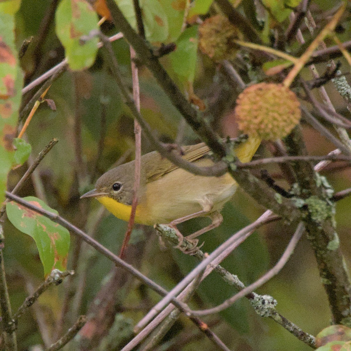 Common Yellowthroat - ML624324472