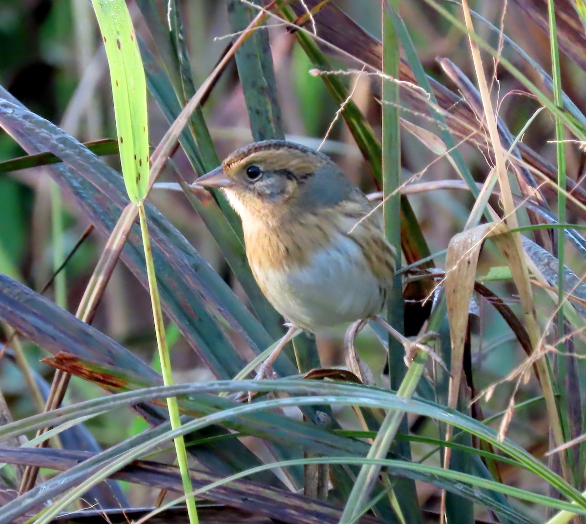 Nelson's Sparrow - ML624324483