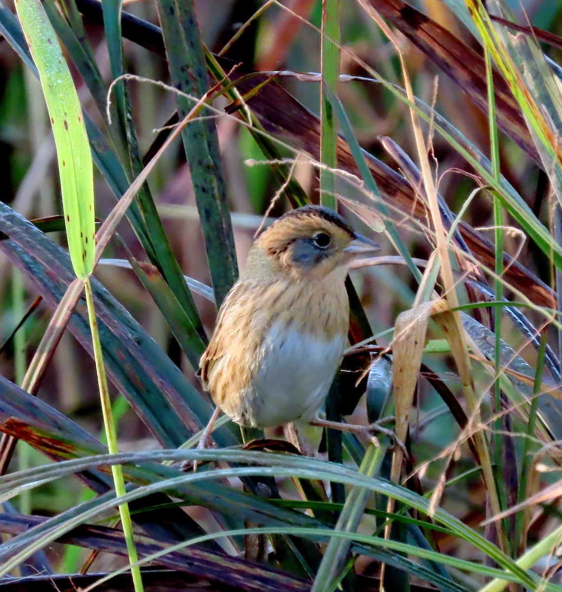 Nelson's Sparrow - ML624324487