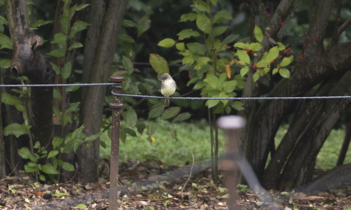 Eastern Phoebe - ML624324507