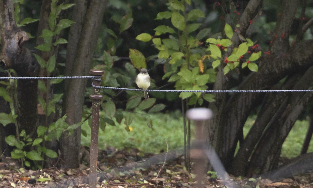 Eastern Phoebe - ML624324508