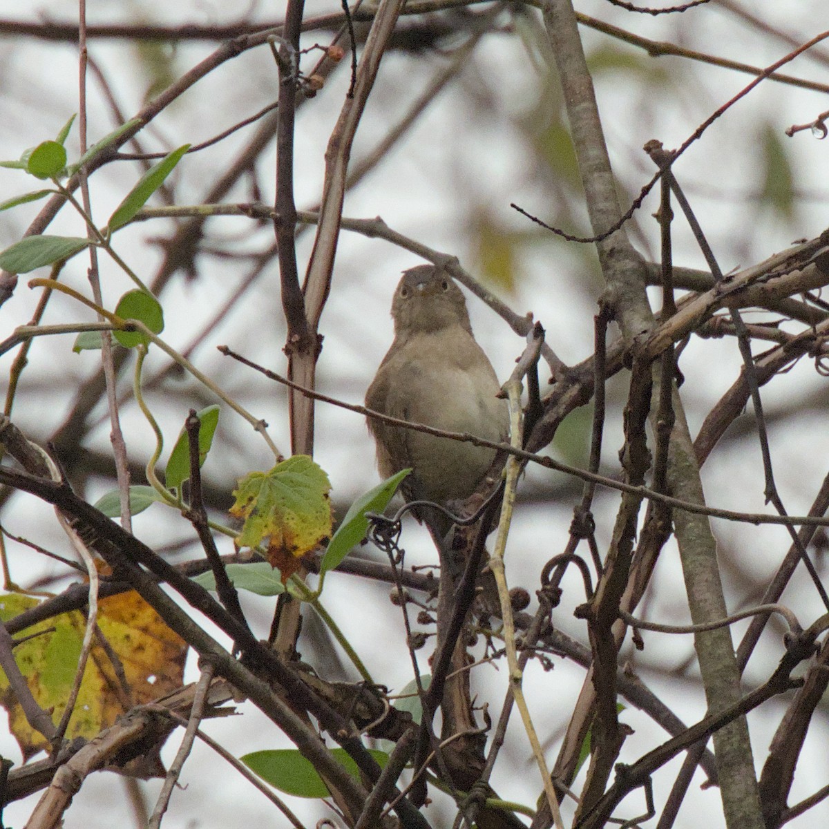 House Wren - ML624324546