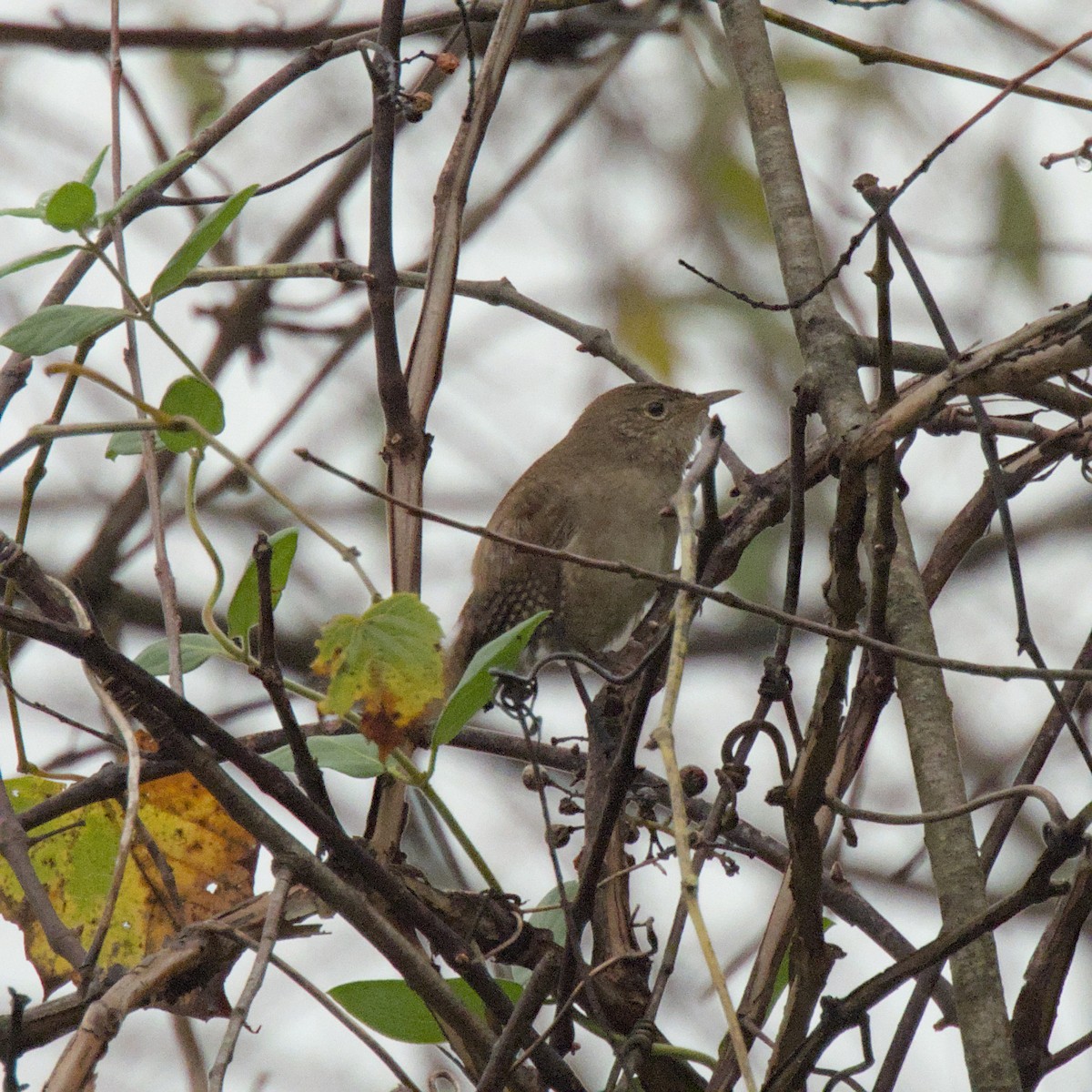 House Wren - ML624324547