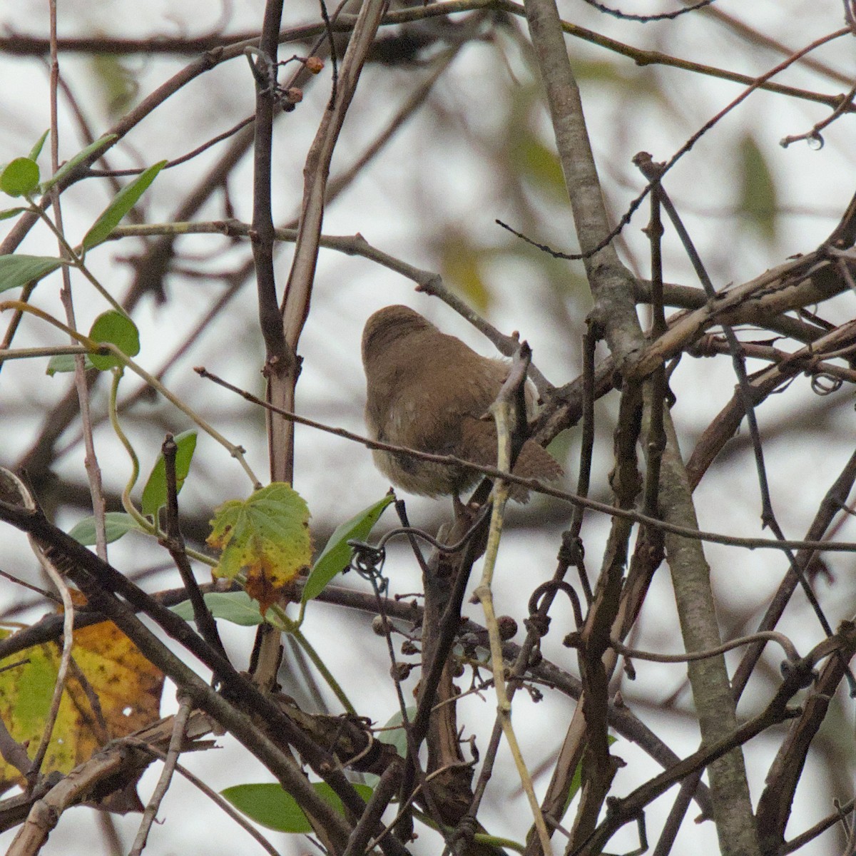 House Wren - ML624324548