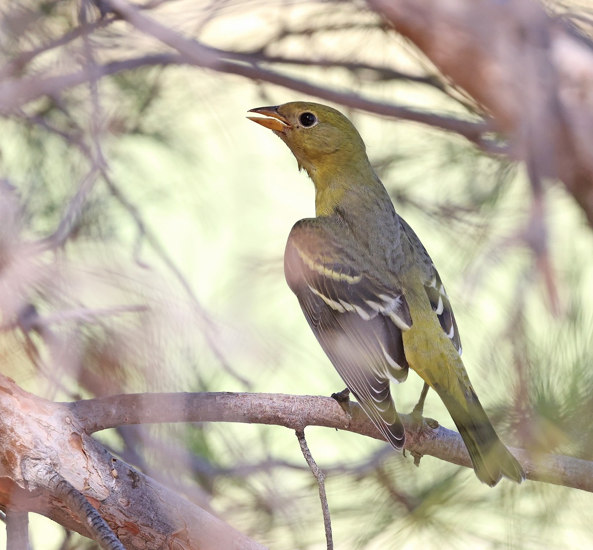 Western Tanager - ML624324601