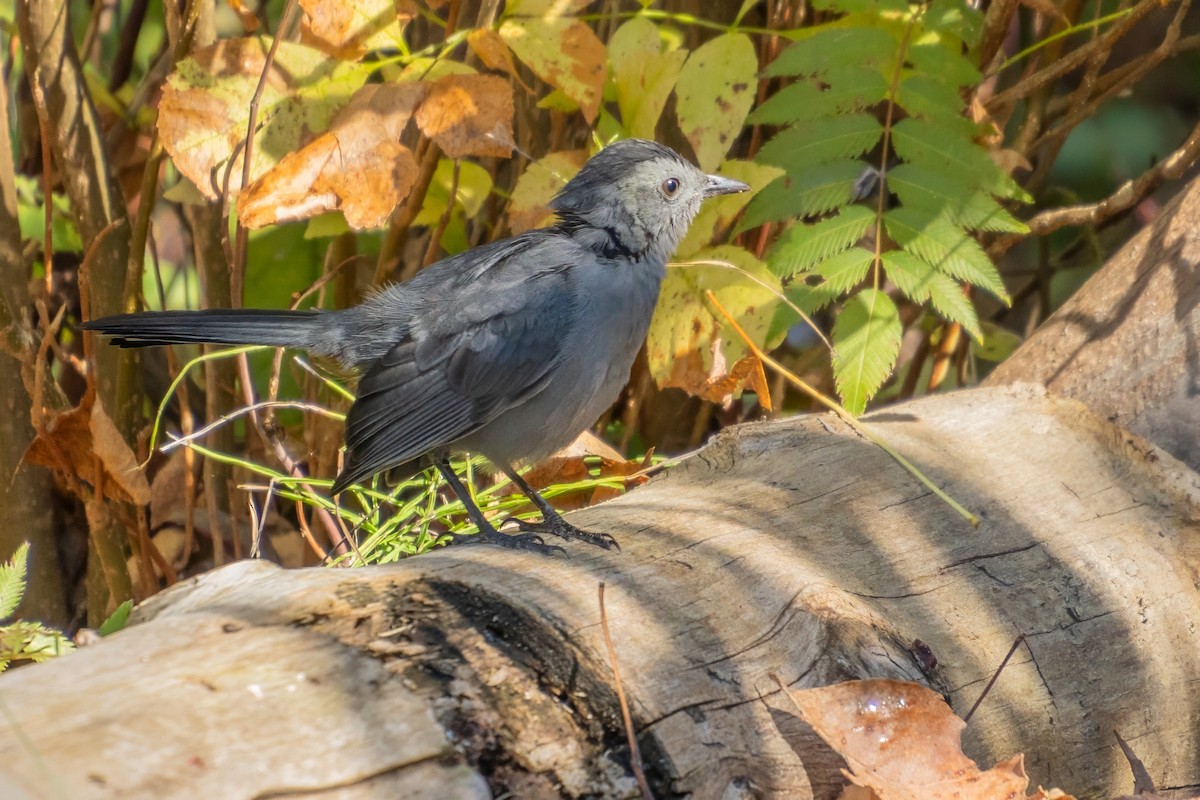 Gray Catbird - ML624324602