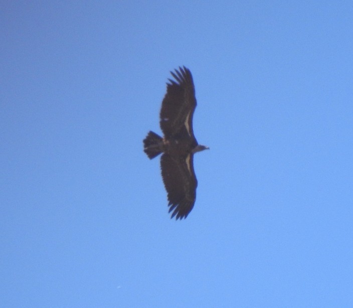 Rüppell's Griffon - ML624324648