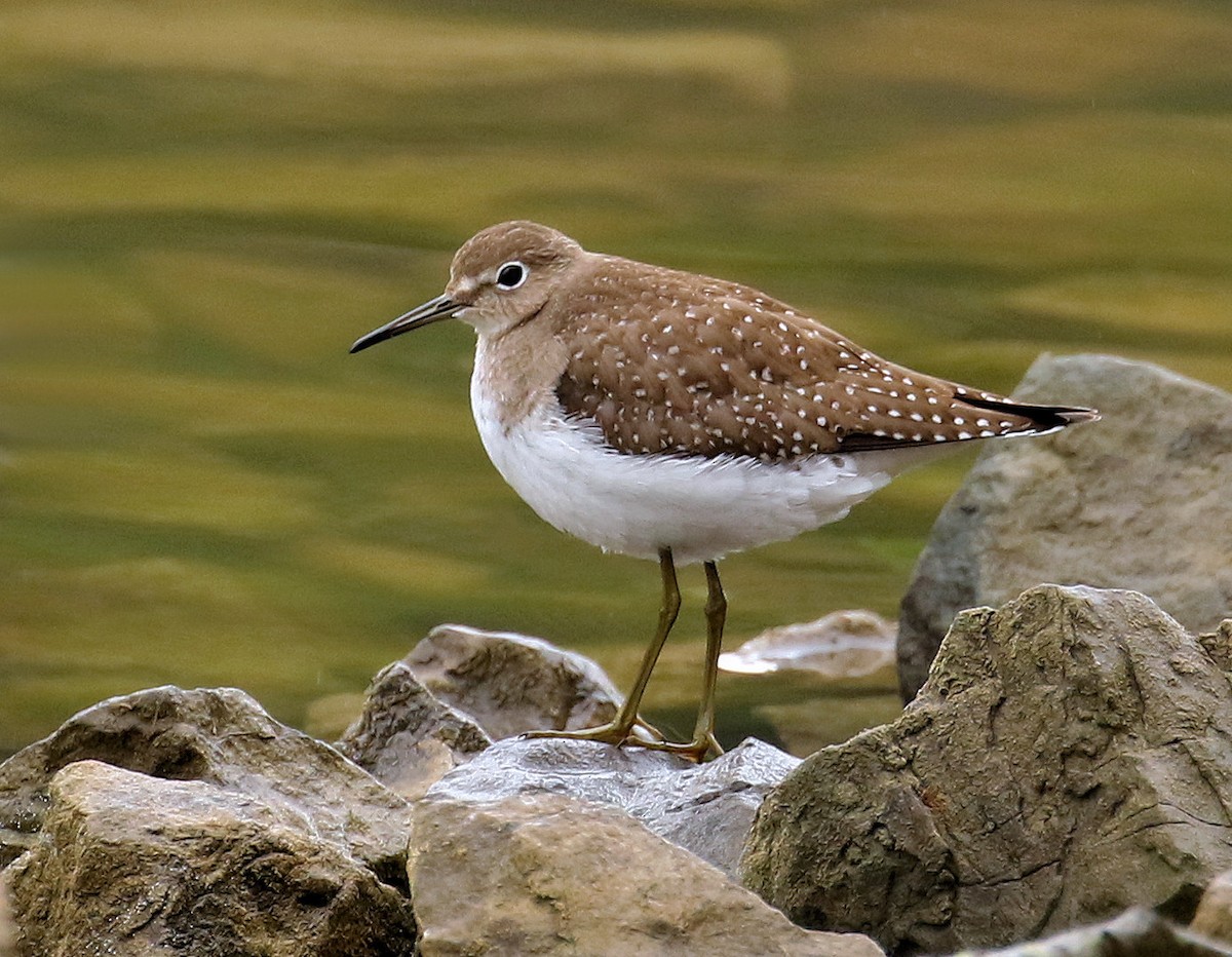 Solitary Sandpiper - ML624324665