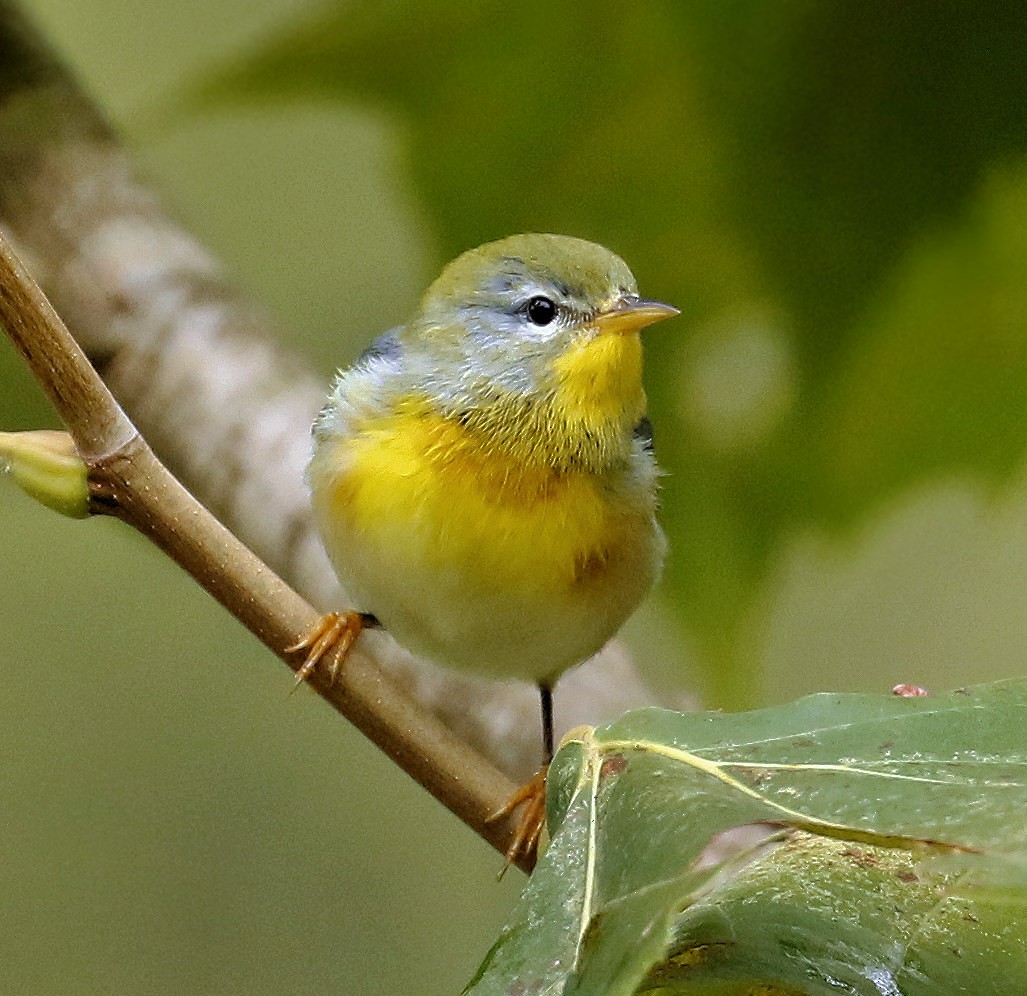 Northern Parula - Sherrie Quillen