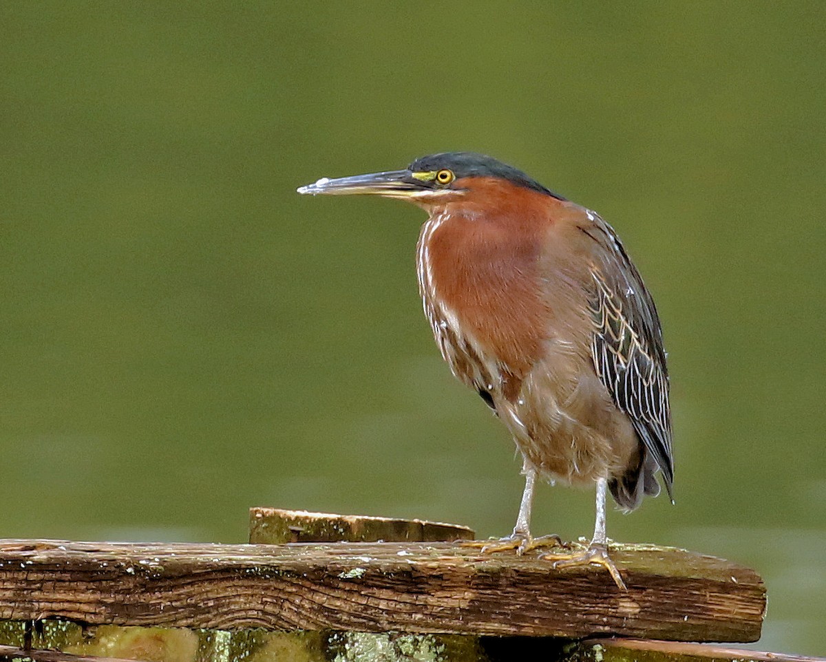 Green Heron - ML624324779